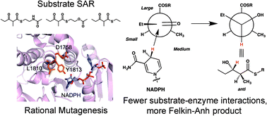 Graphical abstract: Substrate structure–activity relationships guide rational engineering of modular polyketide synthase ketoreductases