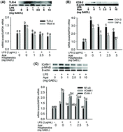 Graphical abstract: Anti-inflammatory activity of polyphenolics from açai (Euterpe oleracea Martius) in intestinal myofibroblasts CCD-18Co cells