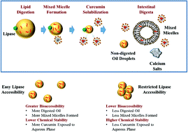 Graphical abstract: Designing excipient emulsions to increase nutraceutical bioavailability: emulsifier type influences curcumin stability and bioaccessibility by altering gastrointestinal fate