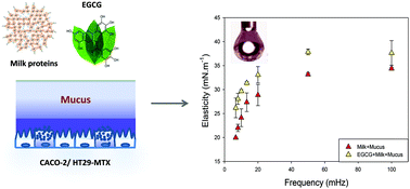 Graphical abstract: Interfacial dilational properties of tea polyphenols and milk proteins with gut epithelia and the role of mucus in nutrient adsorption