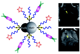 Graphical abstract: Targeted imaging of brain gliomas using multifunctional Fe3O4/MnO nanoparticles