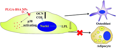 Graphical abstract: Influence of bovine serum albumin coated poly(lactic-co-glycolic acid) particles on differentiation of mesenchymal stem cells