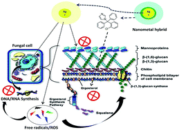 Graphical abstract: Albumin stabilized silver nanoparticles–clotrimazole β-cyclodextrin hybrid nanocomposite for enriched anti-fungal activity in normal and drug resistant Candida cells