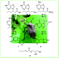Graphical abstract: Nonpeptide small molecules from the insect Aspongopus chinensis and their neural stem cell proliferation stimulating properties