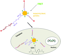 Graphical abstract: Monitoring the intracellular transformation process of surface-cleavable PLGA particles containing disulfide bonds by fluorescence resonance energy transfer