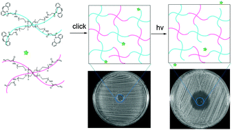 Graphical abstract: Light-triggered release of ciprofloxacin from an in situ forming click hydrogel for antibacterial wound dressings