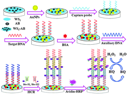 Graphical abstract: A layered tungsten disulfide/acetylene black composite based DNA biosensing platform coupled with hybridization chain reaction for signal amplification