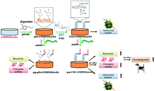 Graphical abstract: A carboxymethyl chitosan and peptide-decorated polyetheretherketone ternary biocomposite with enhanced antibacterial activity and osseointegration as orthopedic/dental implants
