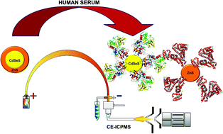 Graphical abstract: A sensitive and versatile method for characterization of protein-mediated transformations of quantum dots