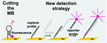 Graphical abstract: A sandwich-like strategy for the label-free detection of oligonucleotides by surface plasmon fluorescence spectroscopy (SPFS)