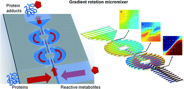 Graphical abstract: Oxidation and adduct formation of xenobiotics in a microfluidic electrochemical cell with boron doped diamond electrodes and an integrated passive gradient rotation mixer