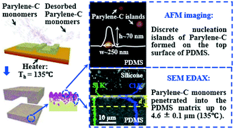 Graphical abstract: Caulking polydimethylsiloxane molecular networks by thermal chemical vapor deposition of Parylene-C