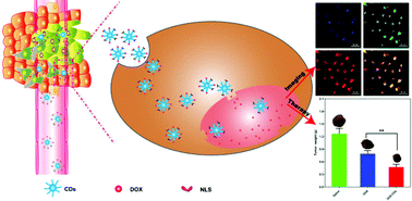 Graphical abstract: Doxorubicin conjugated functionalizable carbon dots for nucleus targeted delivery and enhanced therapeutic efficacy