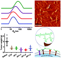 Graphical abstract: Anti-hepatoma activity of the stiff branched β-d-glucan and effects of molecular weight