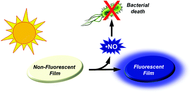 Graphical abstract: Photo-antimicrobial polymeric films releasing nitric oxide with fluorescence reporting under visible light