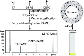 Graphical abstract: Simultaneous determination of tricaprylin, DPPG and DEPC in propofol liposomes by a methyl esterification method and GC-FID analysis