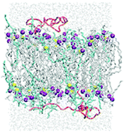 Graphical abstract: Inclusion of lipopeptides into the DMPC lipid bilayers prevents Aβ peptide insertion