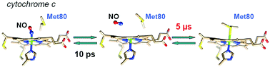 Graphical abstract: Structural changes and picosecond to second dynamics of cytochrome c in interaction with nitric oxide in ferrous and ferric redox states