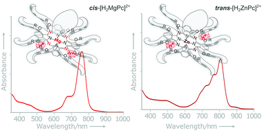 Graphical abstract: Unusual cis-diprotonated forms and fluorescent aggregates of non-peripherally alkoxy-substituted metallophthalocyanines