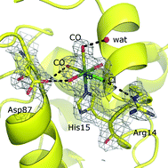 Graphical abstract: Ru-Based CO releasing molecules with azole ligands: interaction with proteins and the CO release mechanism disclosed by X-ray crystallography
