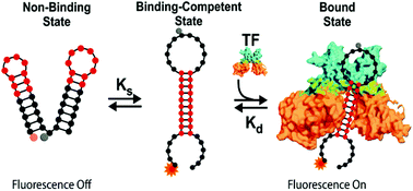 Graphical abstract: Probing transcription factor binding activity and downstream gene silencing in living cells with a DNA nanoswitch