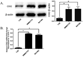 Graphical abstract: Fluorescence imaging of hepatocellular carcinoma with a specific probe of COX-2