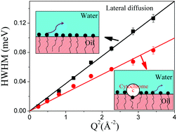 Graphical abstract: Nanoscopic dynamics of bicontinous microemulsions: effect of membrane associated protein