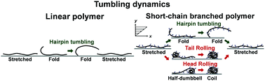 Graphical abstract: Effect of short-chain branching on interfacial polymer structure and dynamics under shear flow