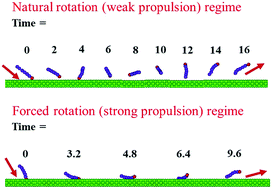 Graphical abstract: Mechanical pressure, surface excess, and polar order of a dilute rod-like nanoswimmer suspension: role of swimmer–wall interactions