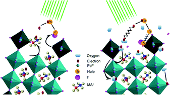 Graphical abstract: Photon-generated carriers excite superoxide species inducing long-term photoluminescence enhancement of MAPbI3 perovskite single crystals