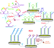 Graphical abstract: An ultrasensitive electrochemical immunoassay based on a proximity hybridization-triggered three-layer cascade signal amplification strategy