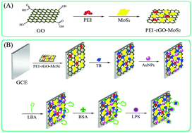 Graphical abstract: An aptamer based voltammetric biosensor for endotoxins using a functionalized graphene and molybdenum disulfide composite as a new nanocarrier