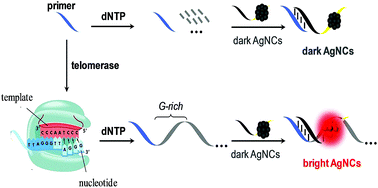 Graphical abstract: Telomerase activity detection in cancer cells via primer extension-mediated fluorescence enhancement of silver nanoclusters