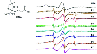 Graphical abstract: Spin probe method of electron paramagnetic resonance spectroscopy – a qualitative test for measuring the evolution of dry eye syndrome under treatment