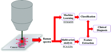 Graphical abstract: Raman spectroscopy as a potential diagnostic tool to analyse biochemical alterations in lung cancer