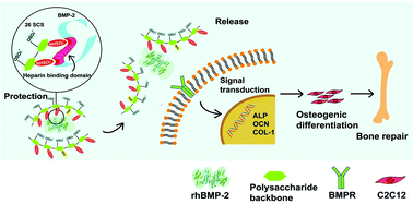 Graphical abstract: The regulatory role of sulfated polysaccharides in facilitating rhBMP-2-induced osteogenesis