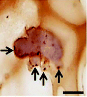 Graphical abstract: Use of l-pNIPAM hydrogel as a 3D-scaffold for intestinal crypts and stem cell tissue engineering