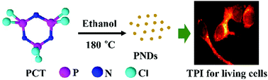 Graphical abstract: One-step synthesis of novel phosphorus nitride dots for two-photon imaging in living cells