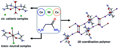 Graphical abstract: Cobalt, nickel and copper complexes with glycinamide: structural insights and magnetic properties