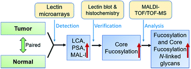 Graphical abstract: Increased expression of core-fucosylated glycans in human lung squamous cell carcinoma