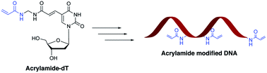 Graphical abstract: Acrylamide-dT: a polymerisable nucleoside for DNA incorporation