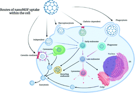 Graphical abstract: The uptake of metal–organic frameworks: a journey into the cell