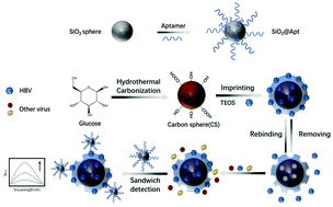 Graphical abstract: A sandwich sensor based on imprinted polymers and aptamers for highly specific double recognition of viruses