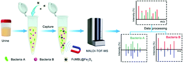 Graphical abstract: Rapid identification of bacterial mixtures in urine using MALDI-TOF MS-based algorithm profiling coupled with magnetic enrichment