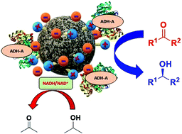 Graphical abstract: Supported ionic liquid-like phases as efficient solid ionic solvents for the immobilisation of alcohol dehydrogenases towards the development of stereoselective bioreductions