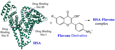 Graphical abstract: Native mass spectrometry analysis of conjugated HSA and BSA complexes with various flavonoids