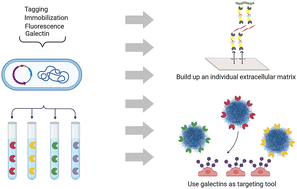 Graphical abstract: Color-coded galectin fusion proteins as novel tools in biomaterial science