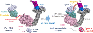 Graphical abstract: Discovery and design of molecular glue enhancers of CDK12–DDB1 interactions for targeted degradation of cyclin K