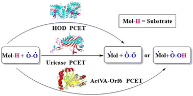 Graphical abstract: Unraveling proton-coupled electron transfer in cofactor-free oxidase- and oxygenase-catalyzed oxygen activation: a theoretical view
