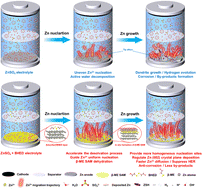 Graphical abstract: Multifunctional additives with dynamic sacrificial S–S bonds for building self-assembled monolayers of Zn-ion batteries with improved stability and longevity
